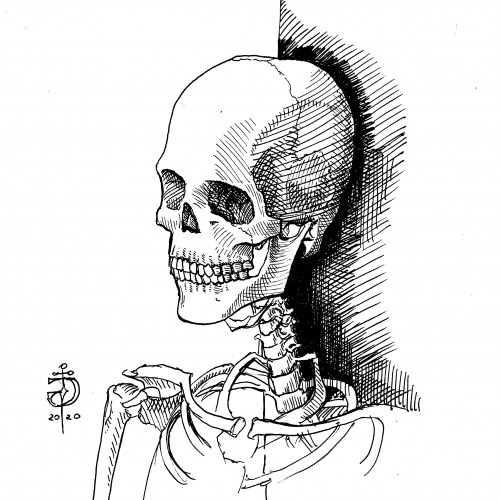 Skeleton