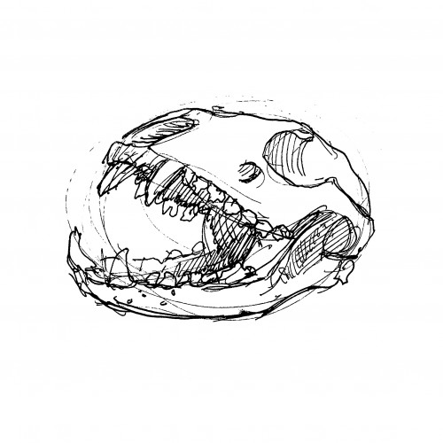 skull