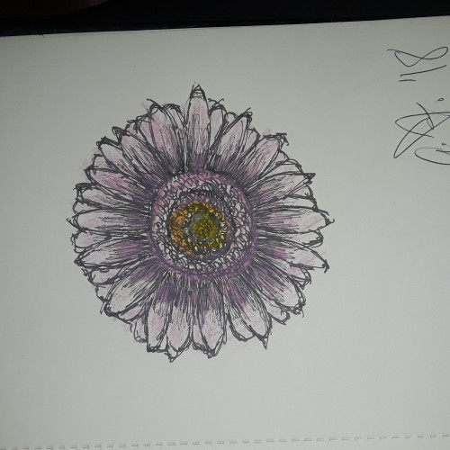 Gerber Daisy