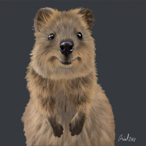 Quokka