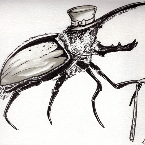 Gentleman Beetle