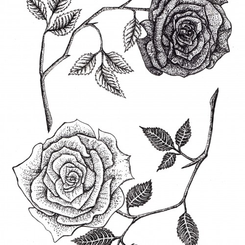 Yin and Yang of Roses