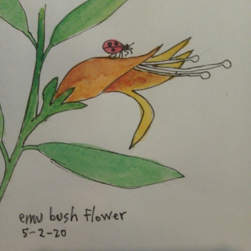 Ladybug On An Emu Flower