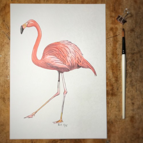 Flamingo