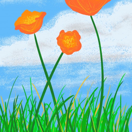 Poppies and Blue Skies