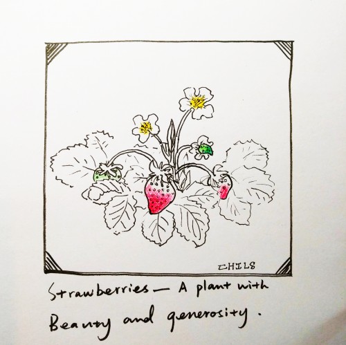 strawberry