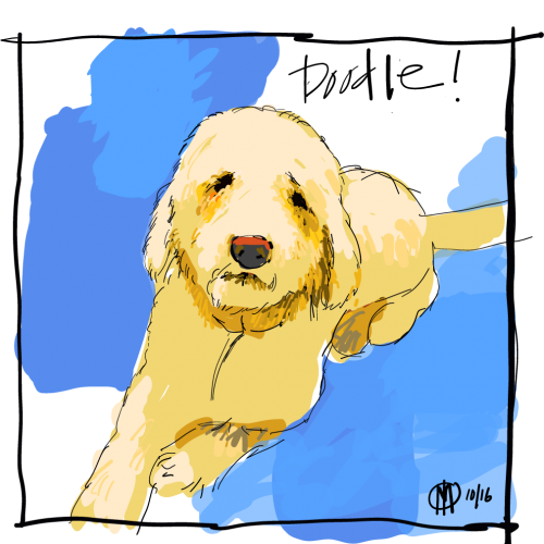 Sparkles, the nicest golden doodle.