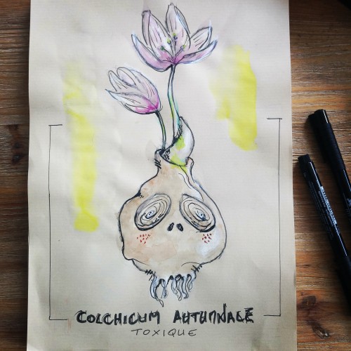 Colchicum autumnale