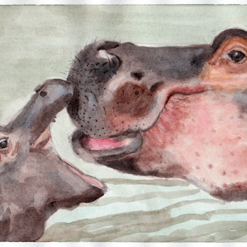 Hippos