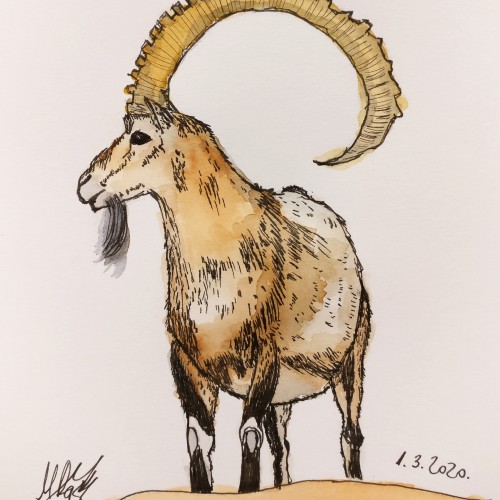 Capricorn