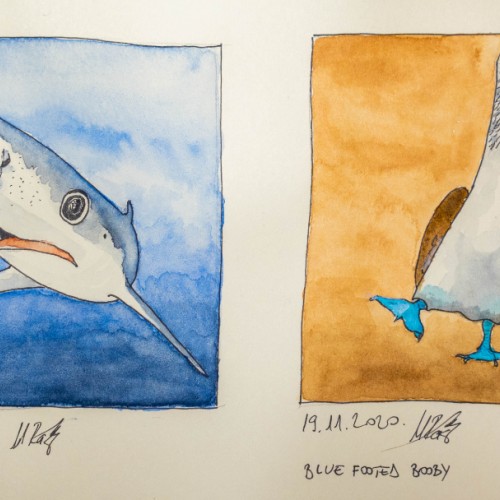 Shark and Blue footed booby