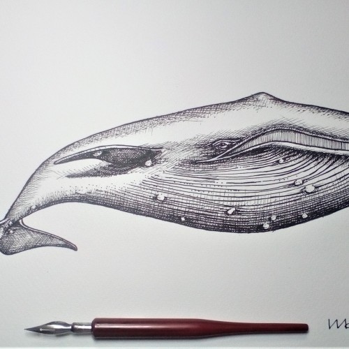 Blue Whale