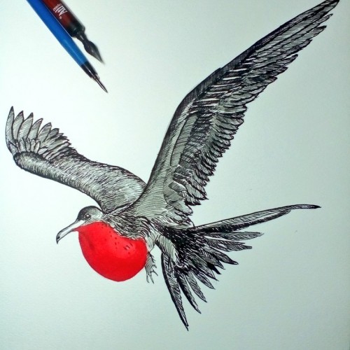 Frigatebird