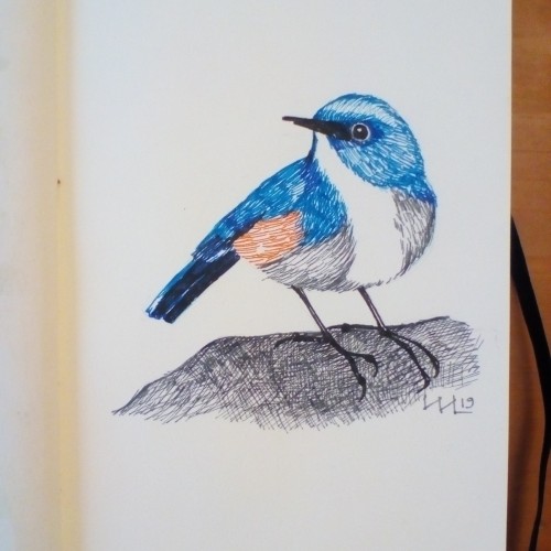 Bird in blue
