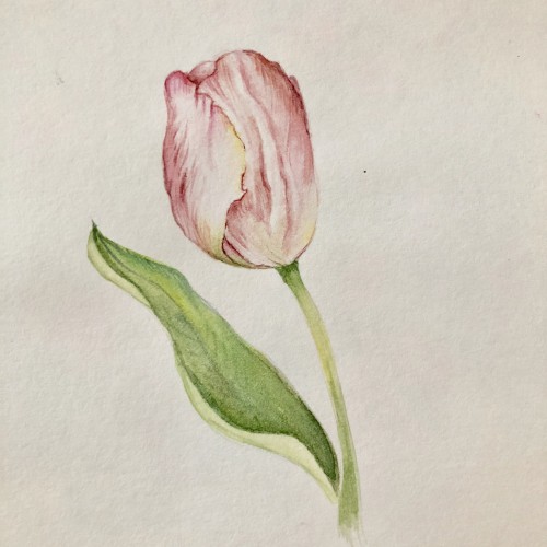 Tulip