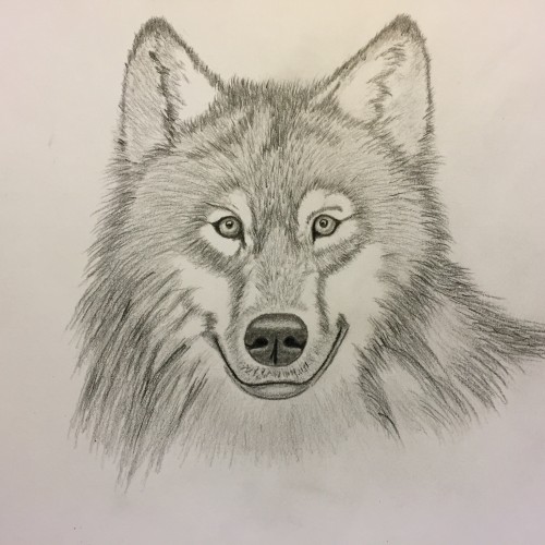 A Wolf