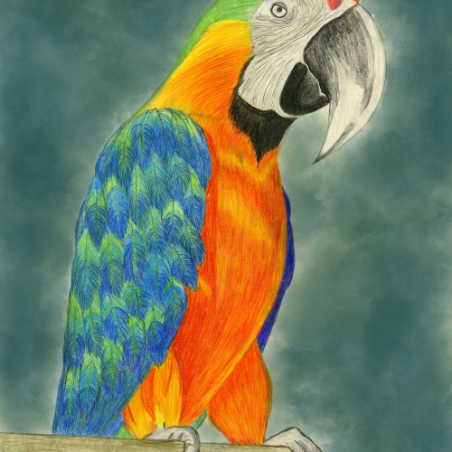My Parrot
