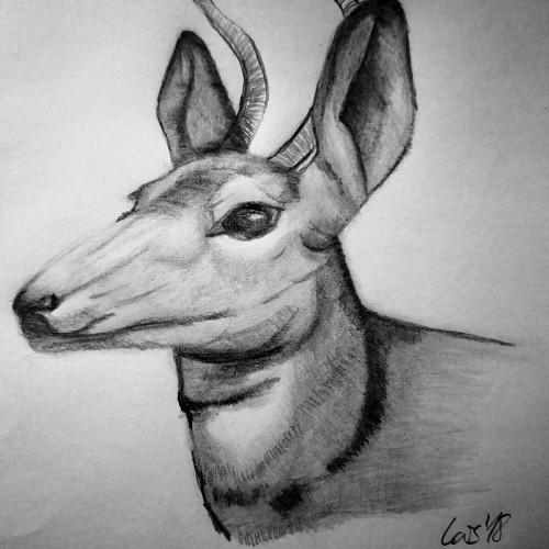 Antelope