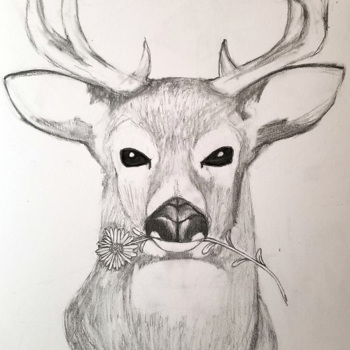 Deer With Meaning