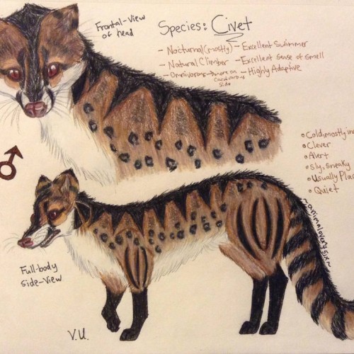 Civet Design