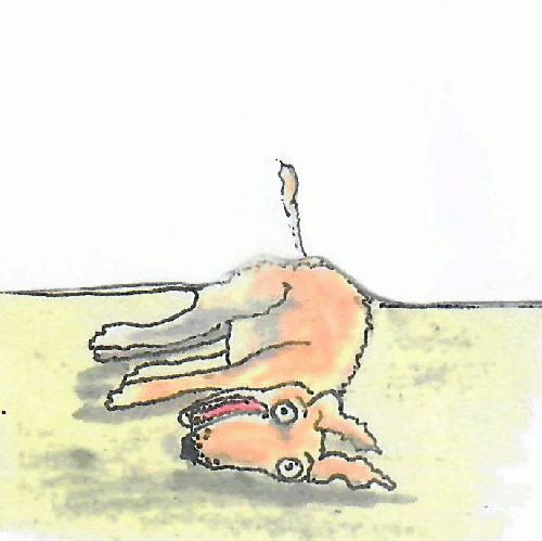 Hapoy Dog