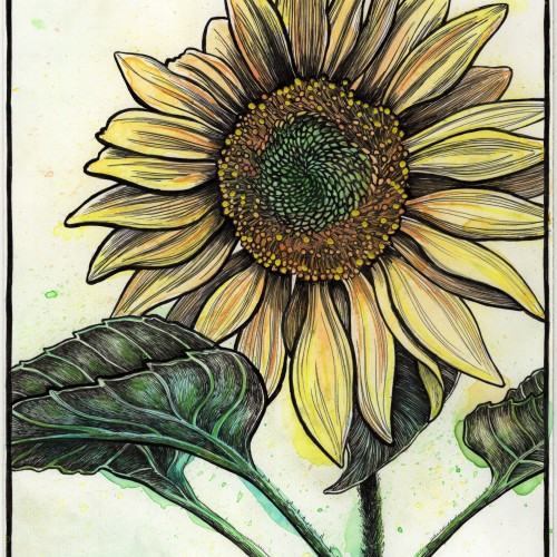 Sunflower