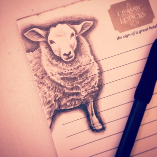 Sheep Doodle
