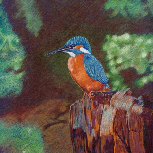 The Kingfisher