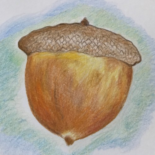 Acorn