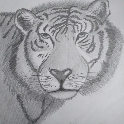 Another Tiger