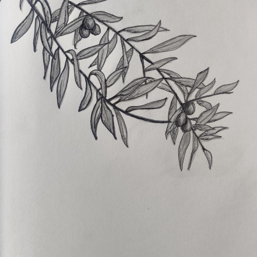 Olive tree