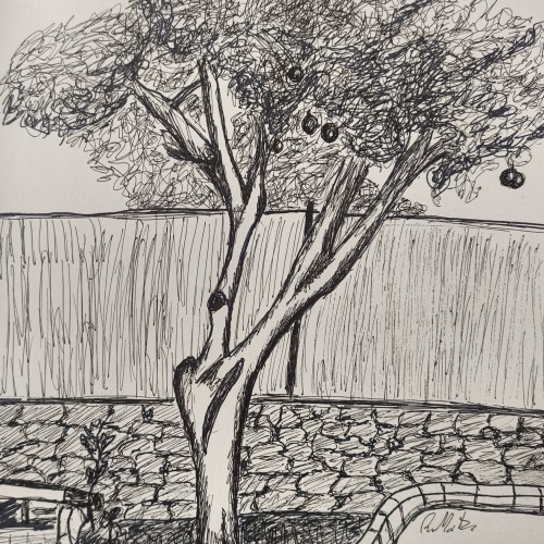 Orange tree