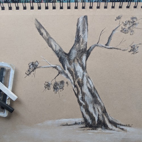 Charcoal Tree