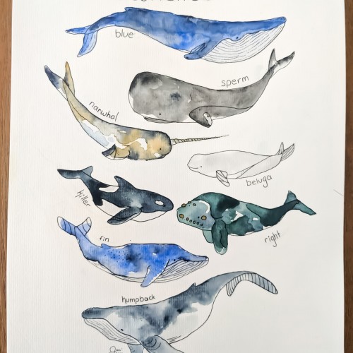 watercolor whales