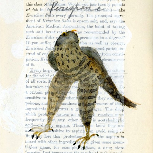 Peregrine