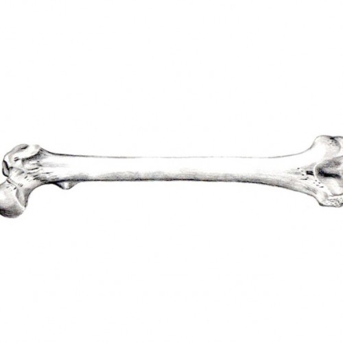 Femur