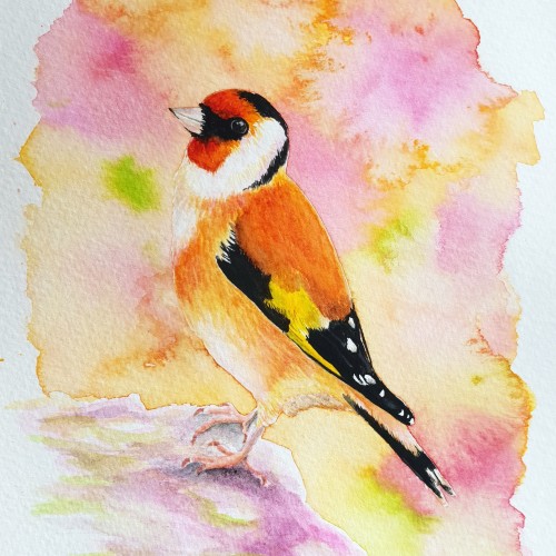 European Goldfinch