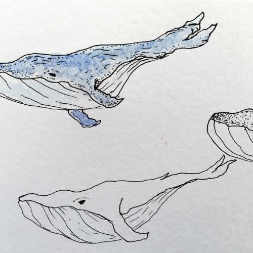 Whales, One Colored