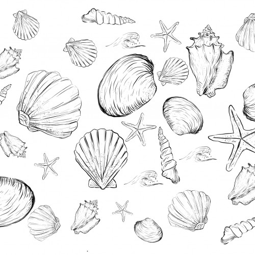 Shell Pattern