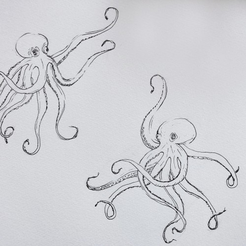 Octopus Practice