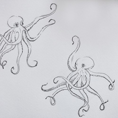 Octopus Practice