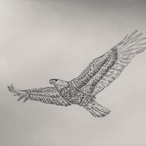 Bald Eagle Sketch