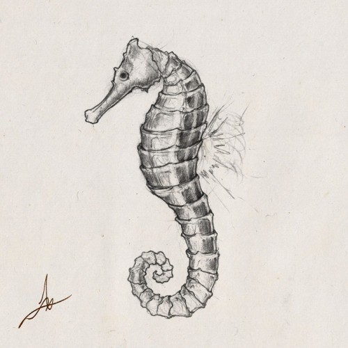 Seahorse