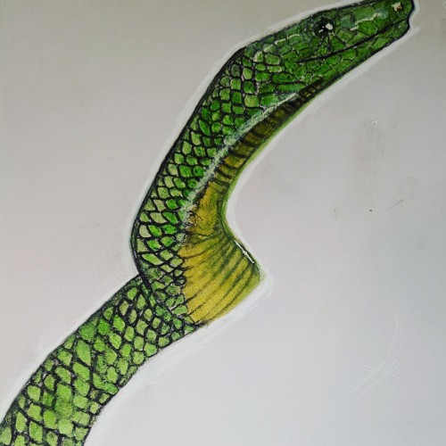 Green mamba