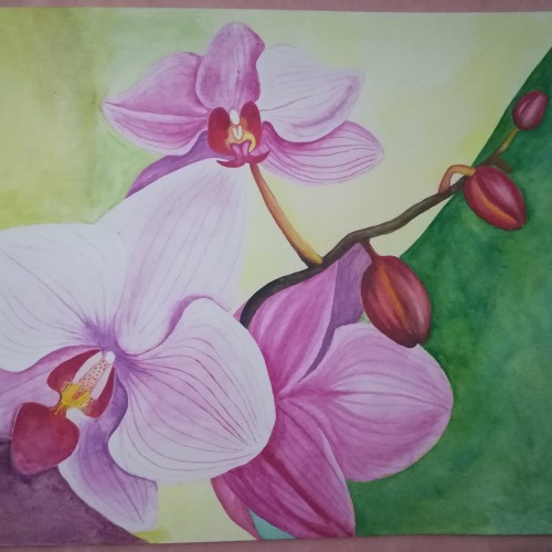 Orquídea rosa