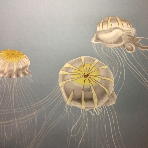 Jellyfish