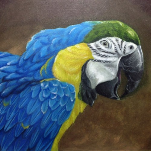 Blue and Gold Macaw