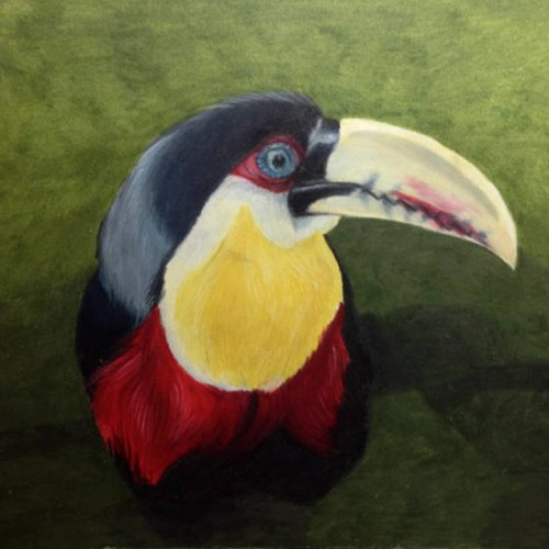 Aracari