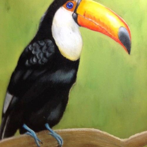 Toco Toucan