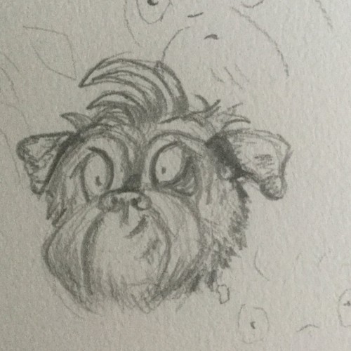 Affenpinscher Doodle